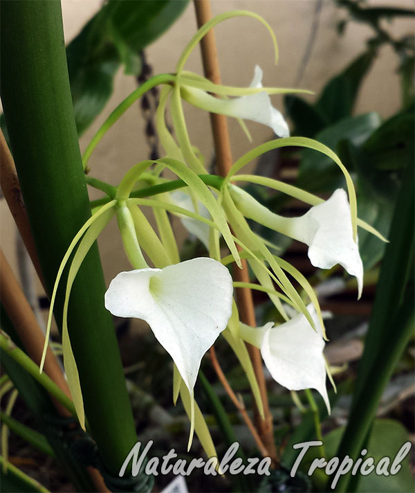 Orquídea Dama de Noche, género Brassavola