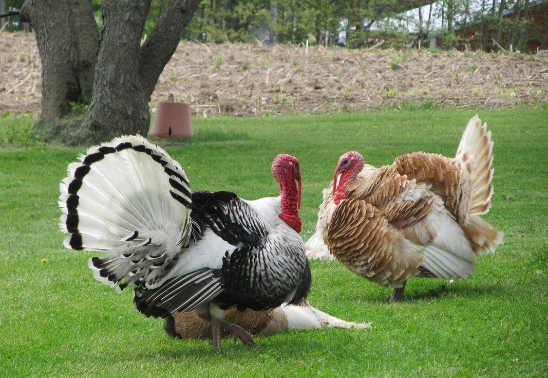 How to sponsor or adopt a turkey 