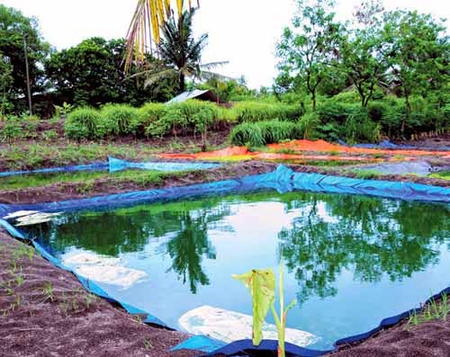 Budidaya Ikan Gurami 6 Tips Menentukan Kualitas Air Kolam