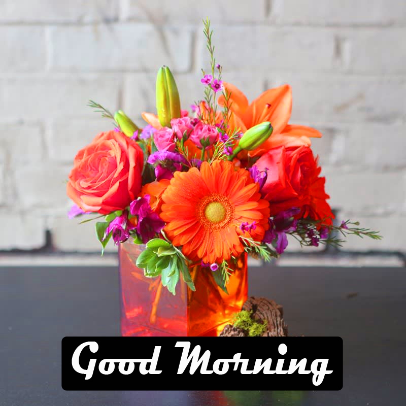 Get Beautiful Whatsapp Dp Flower Images Free Download For Free Get Wallpaper Beautiful Whatsapp Dp Flower Images Free Download Desktop Wallpaper Free