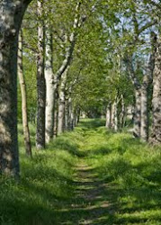 Plataneras en la Herrería