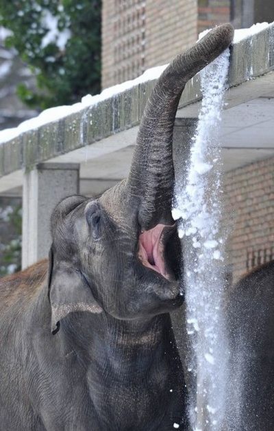 Elephants Playing in Snow, Elephants Playing, Elephants in Snow, Playing Elephants