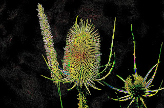 Distel, Thistle, chardon, cardos, cardi, một loại cây gai, bogáncs, ohdake, cardo, oset, bodliak, osat, distels, Thistles, репеи, tidsler, Ohdakkeet, chardons, Distel, Thistle, chardon, cardos, cardi, một loại cây gai, bogáncs, ohdake, cardo, oset, bodliak, osat, distels, Thistles, репеи, tidsler, Ohdakkeet, chardons,