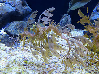 Dragon de mer feuillu - Hippocampe feuille - Phycodurus eques Dragon de mer feuillu - Hippocampe feuille - Phycodurus eques
