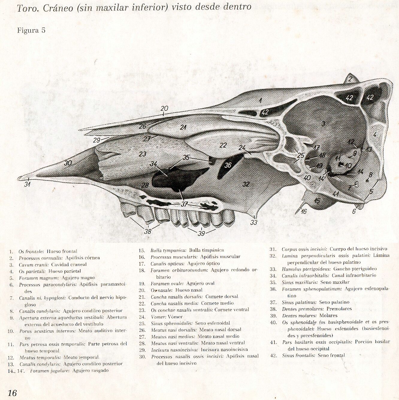Anatomia Veterinaria: Cráneo de bovinos