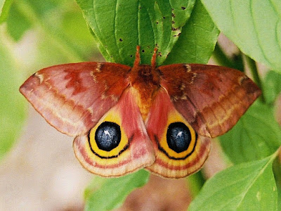 Io moth (Public domain photo)