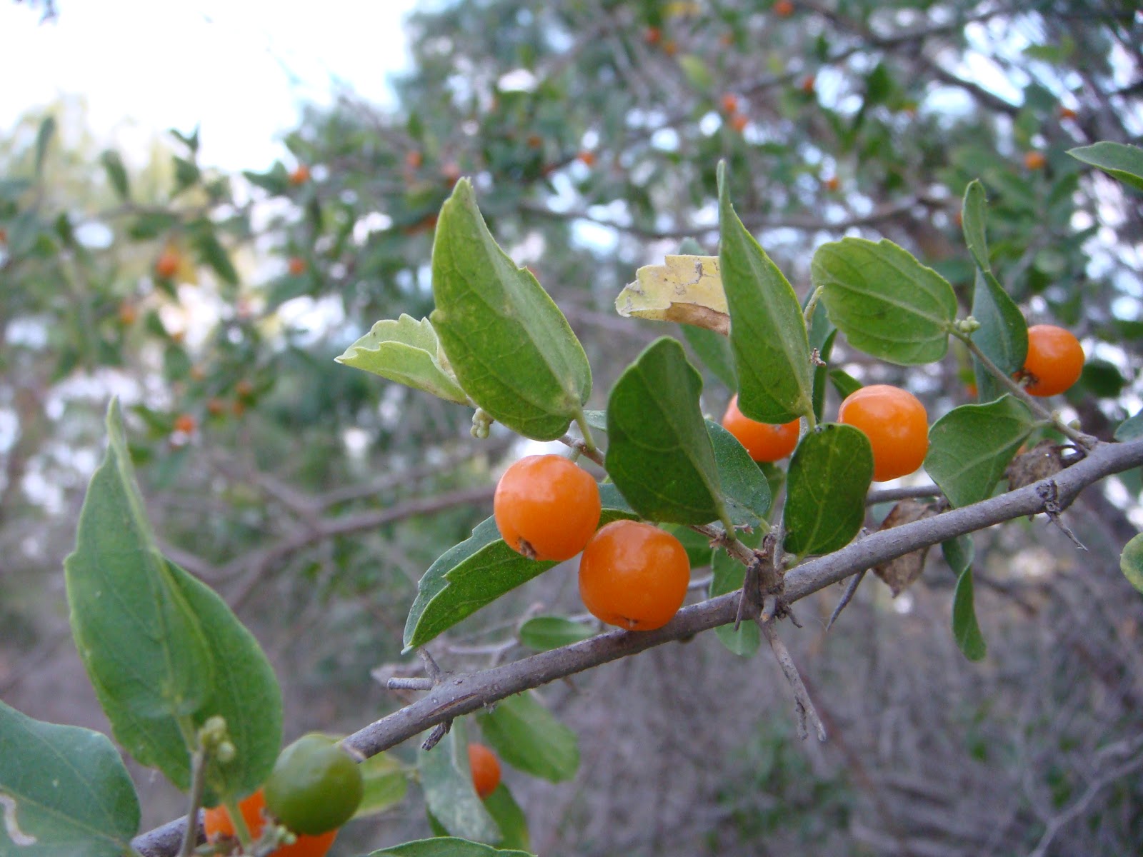 Woods Roamer Granjeno The Desert Hackberry
