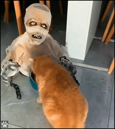 Scary Cat GIF • Hungry and brave cat does not care about Ghost behind his food bowl, haha epic FAIL Scary Cat GIF • Hungry and brave cat does not care about Ghost behind his food bowl, haha epic FAIL
