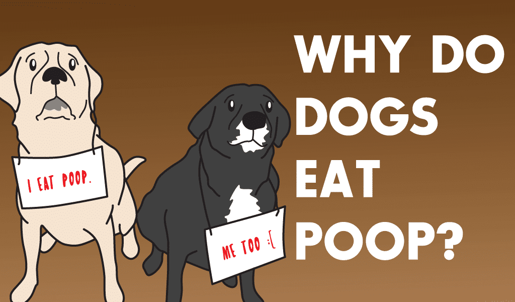 Dogs Eating Poop and What You Can Do About It biographypedia