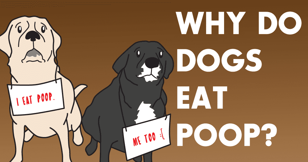 Dogs Eating Poop and What You Can Do About It biographypedia