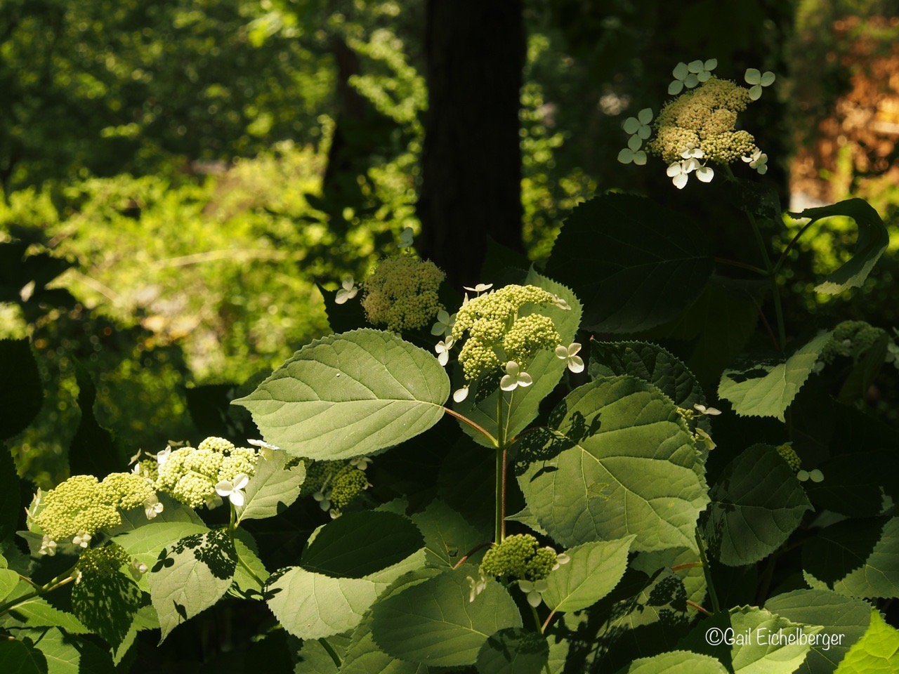 Hydrangea Has Lots Of Flower Buds But They Do Not Bloom