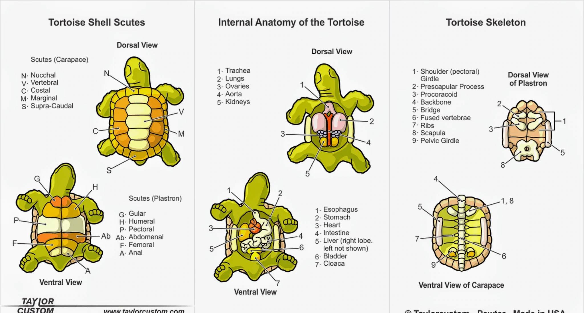 tortoise skeleton sketch side tortoise skeleton sketch side