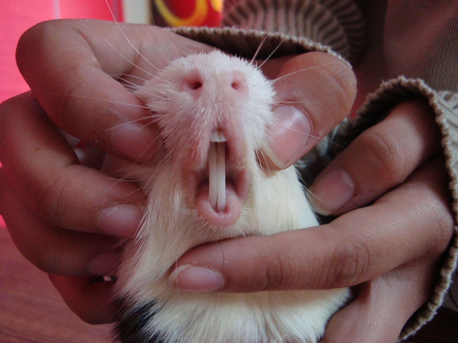 Is Your Guinea Pig Is Sick? Behavioural And Physical Signs To Look Out