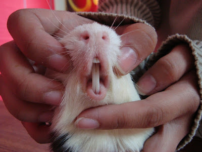 Guide to Guinea Pigs