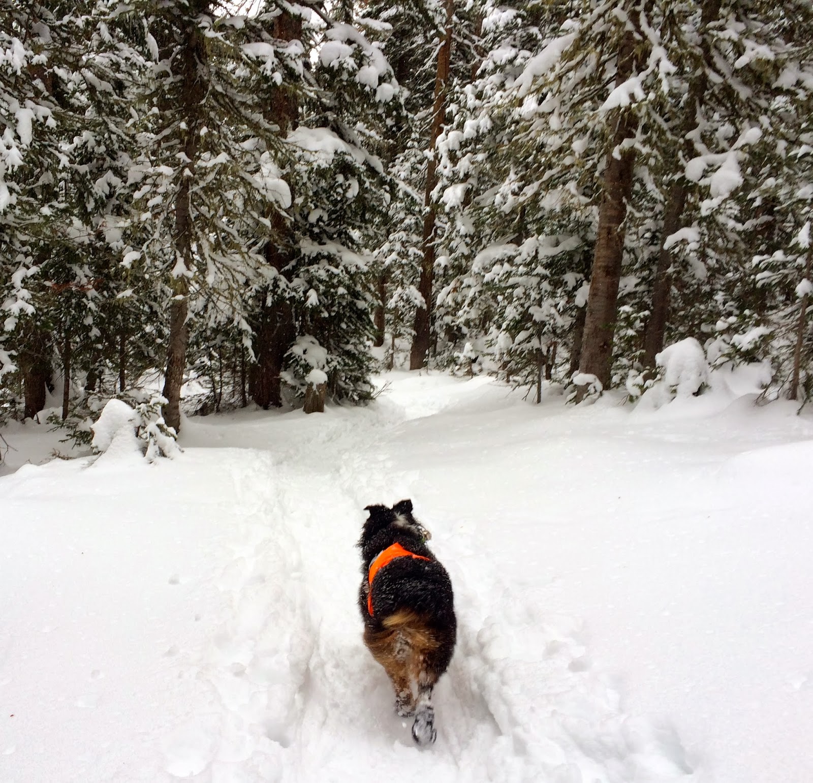 Colorado Adventures Snowshoe Adventure on the South Boulder Creek Trail