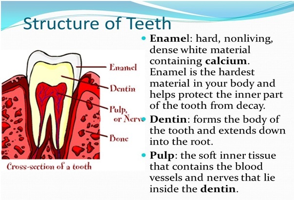 Structure of Teeth - मानव पाचन तंत्र: अंग, कार्य और कैसे यह काम करता है