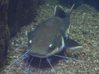 Gambar Ikan Lele 
