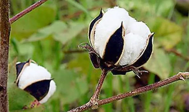 the commodity news of Good quality cotton market will fetch agriculture in Gujarat cotton apmc market prices for the second day in a row the commodity news of Good quality cotton market will fetch agriculture in Gujarat cotton apmc market prices for the second day in a row