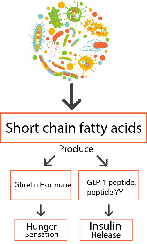 The Image illustrate how shart chain fatty acids can act on metabolism.If the imagw doesn't appear to you.Don't worry, The previous words are enough. The image is just for more illustration.
