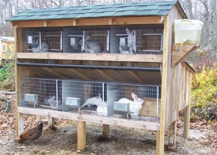 How to build right rabbit cage at home