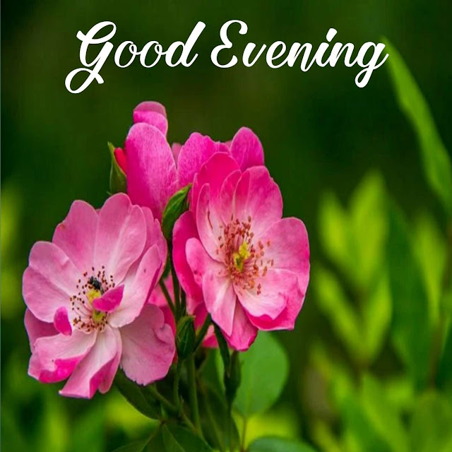 good evening flowers good evening flowers