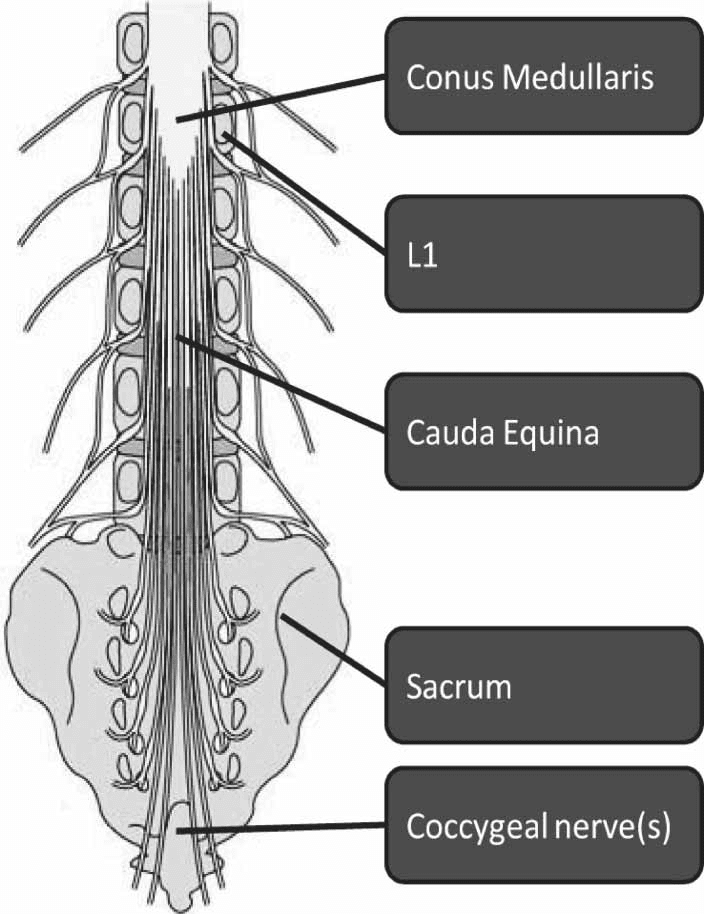 Spinal cord Cross section and tracts