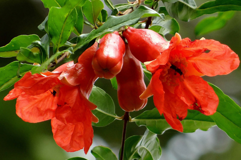 Emergency tree removal Alpharetta Ga pomegranate flower