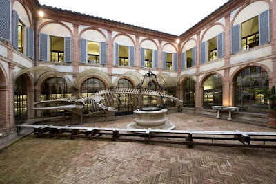 Da fare gratis a Siena: Museo di Storia Naturale