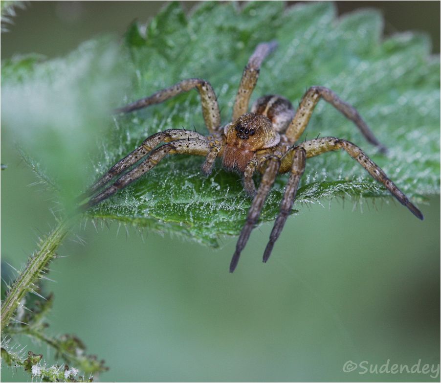 wilde perspektiven Im Wald der tausend Gerandeten Jagdspinnen