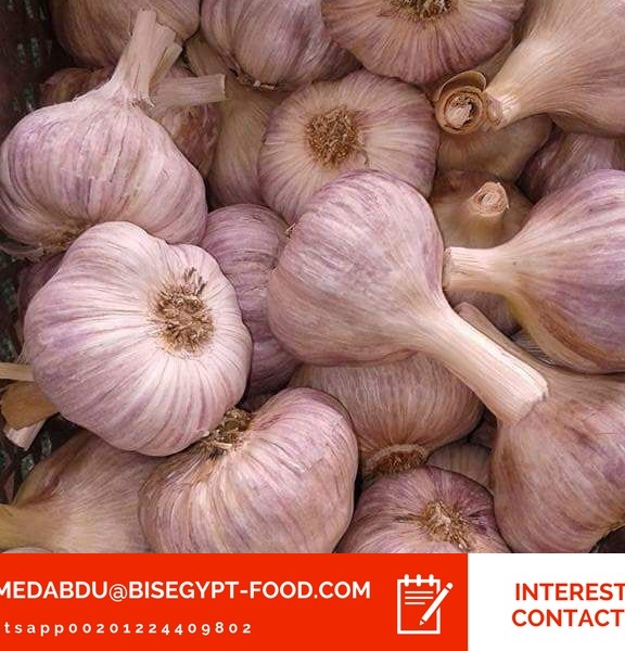 peeled garlic suppliers Best website peeled garlic suppliers