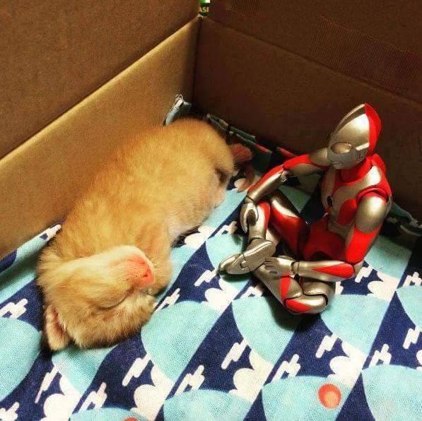 Ternyata Ini Alasan Ultraman Selalu Pergi Setelah Bertarung, Asli Gak Nyangka! Ternyata Ini Alasan Ultraman Selalu Pergi Setelah Bertarung, Asli Gak Nyangka!