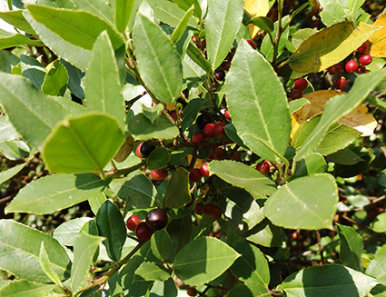 Drupas maduras de aladierno