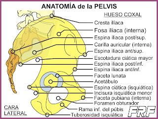 El hueso coxal (iliaco)