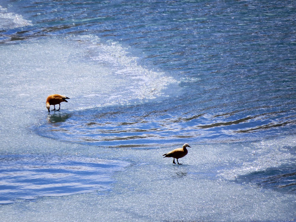 Indian Birds Photography [BirdPhotoIndia] Gurudongmar Lake