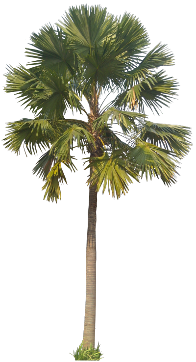 Tropical Plant Pictures: Livistona rotundifolia (Footstool palm)