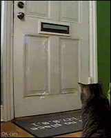 Amazing Cat GIF • Funny cat gets mail everyday. “GOTCHA, mine!”