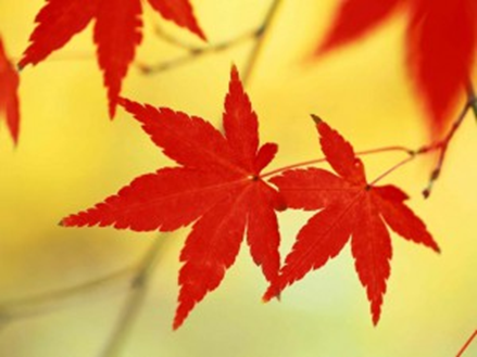 Tiếng Anh Easy: Lá phong Tiếng Anh là gì?