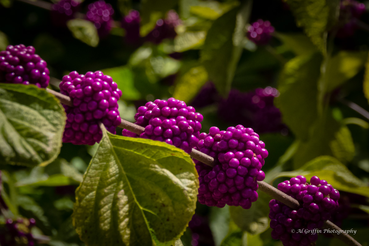 Serviceberry Amelanchier Rotary Botanical Gardens
