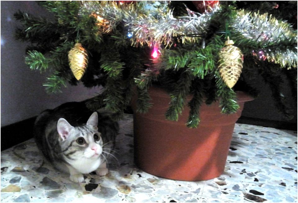 Stella Di Natale E Gatti Rumore di fusa: E' stato davvero... "Un Natale da Gatti"!!!
