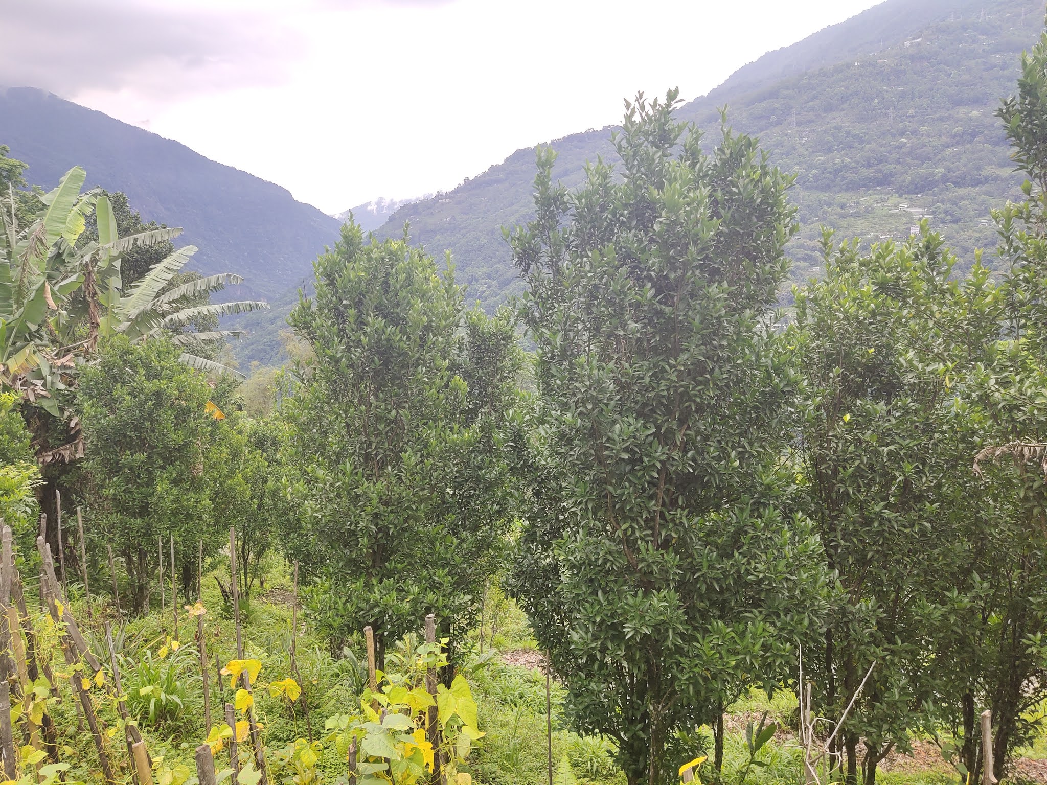 Homestay in Sikkim Home of Mandarin Orange