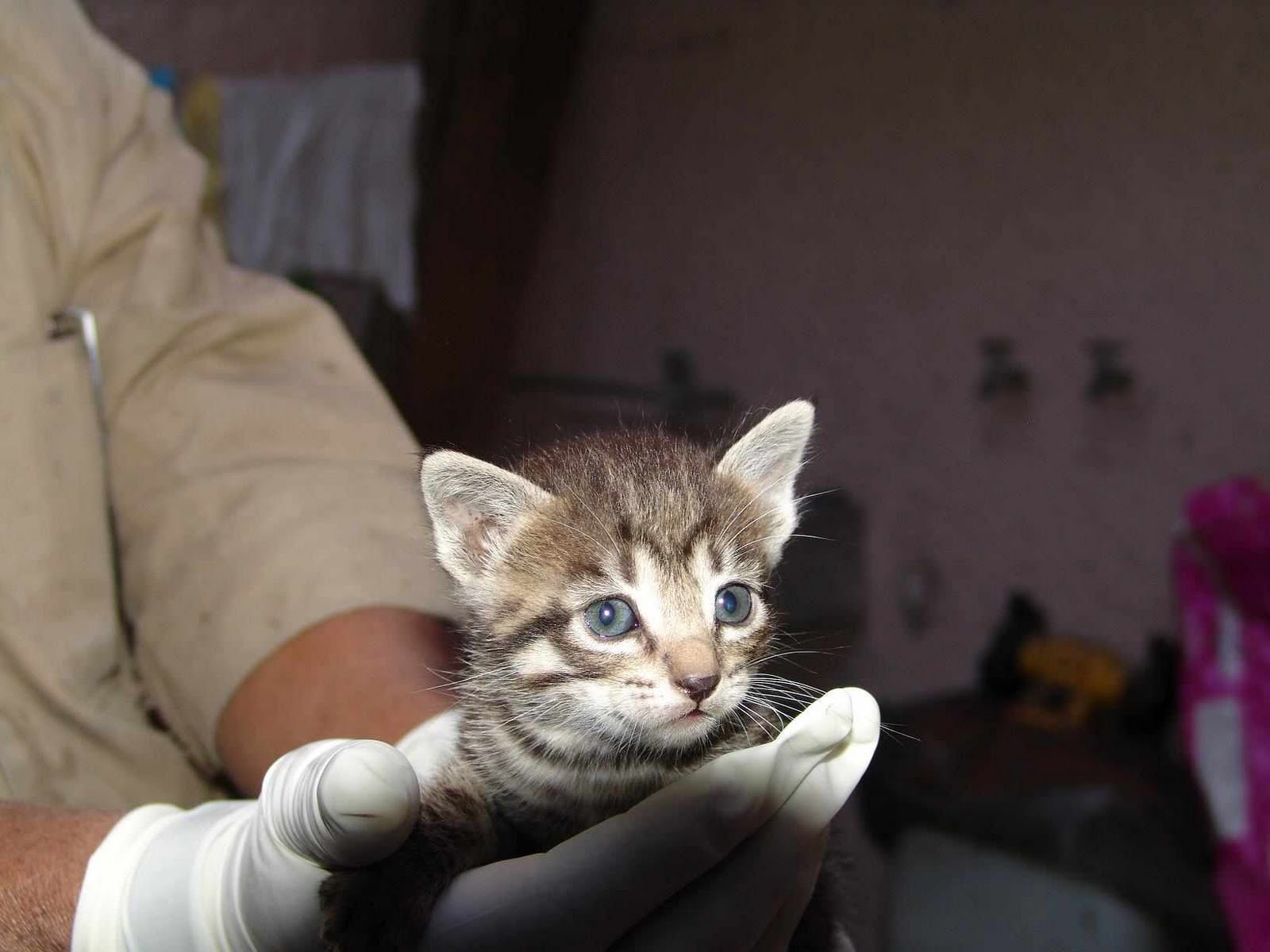 Wart Urethral Opening