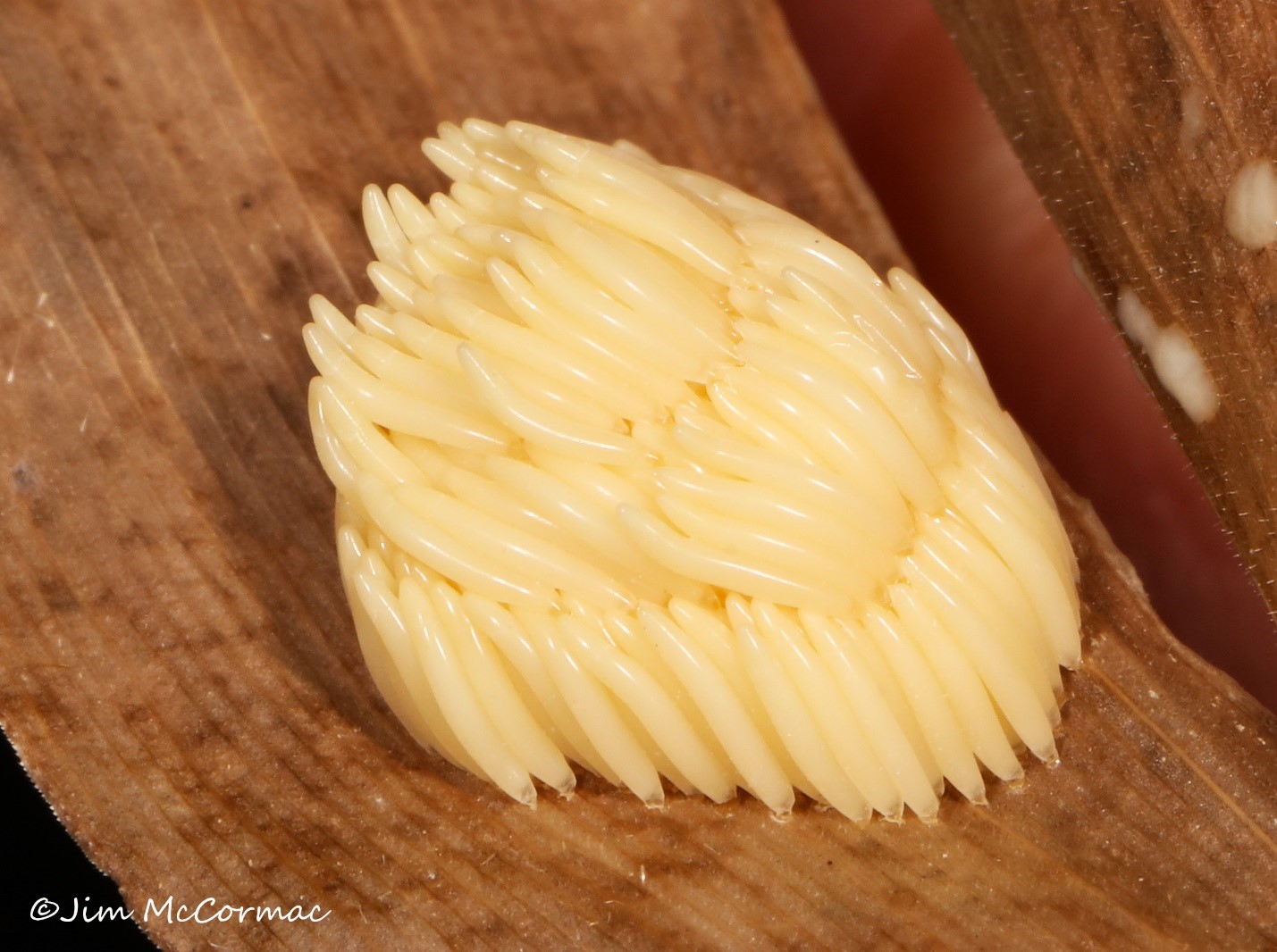 Ohio Birds and Biodiversity Horsefly eggs