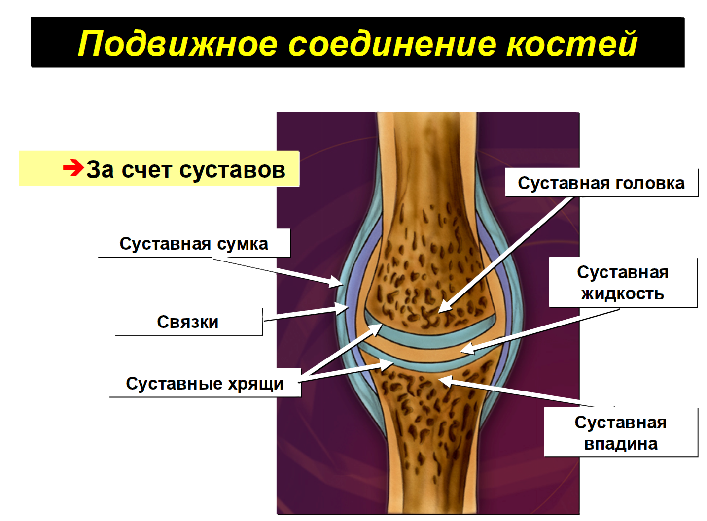 Подвижное соединение суставов. Соединения костей связки суставы сухожилия. Соединение костей подвижное строение. Соединение костей строение сустава. Соединение костей суставы.