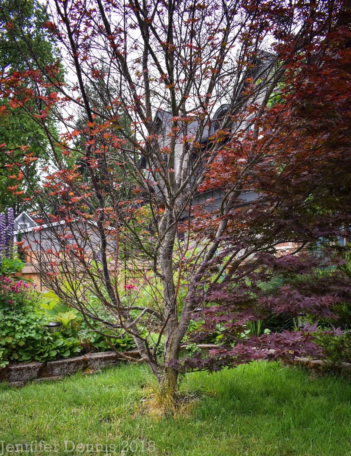 Foliage Follow Up March Emergence