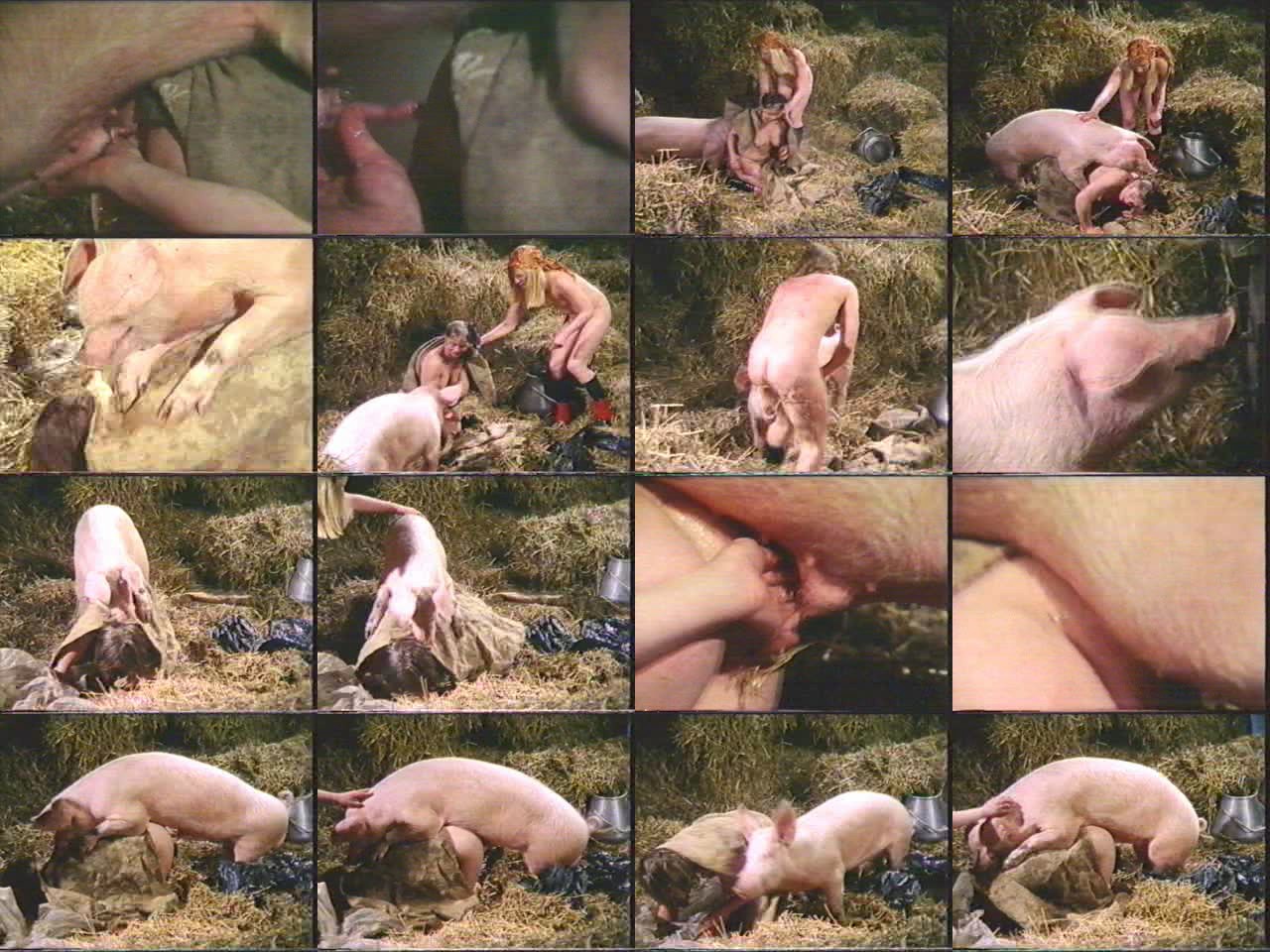 Female pig fucking movies and pics of early.