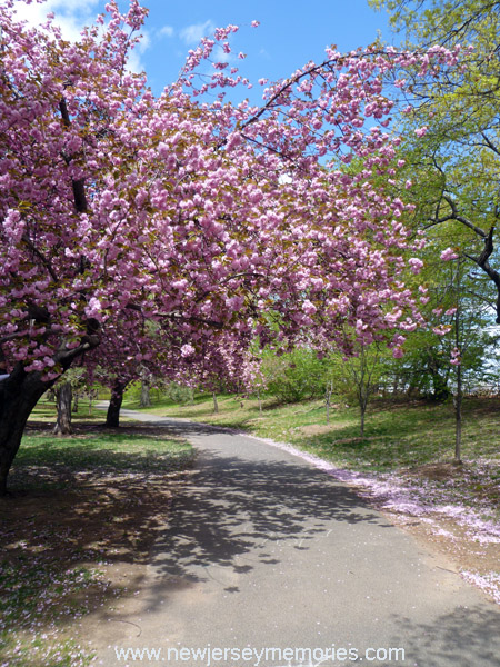 Cherry Blossoms