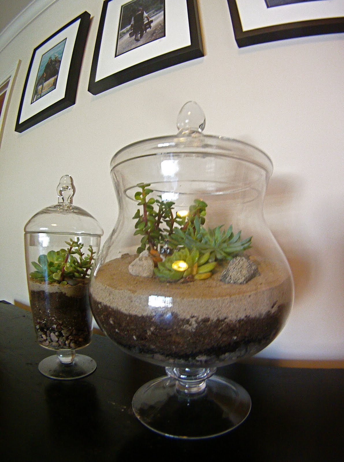 renew.refresh.feather(your)nest Terrific Terrariums! An Ecosystem in a