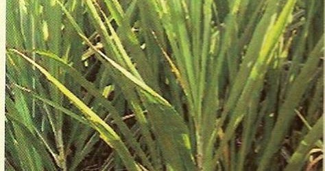 Caña de azúcar y más: Fichas técnicas de variedades de caña de azúcar ...