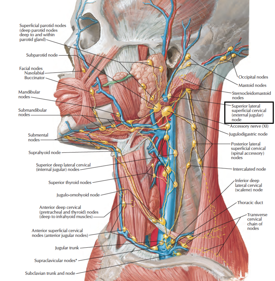 Human Anatomy Lessons: Lymphatic Drainage of Head & Neck