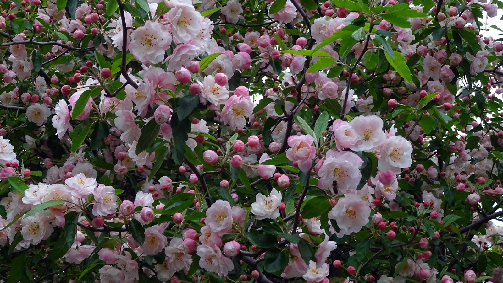 MAP MELBOURNE STREET TREES 171 CRAB APPLE BECHTEL